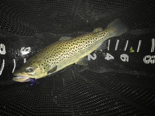 browntrout8-24.jpg