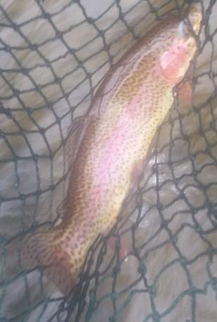 rainbow trout cropped.jpg