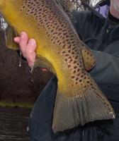 post-5283-0-05598600-1327099446_thumb.jp