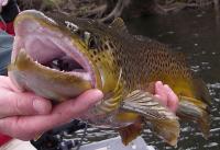 post-5283-0-10014400-1327099457_thumb.jp