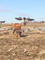 post-5646-0-69488400-1358397444_thumb.jp