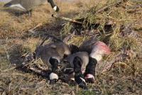 post-8405-0-49729700-1359058415_thumb.jp