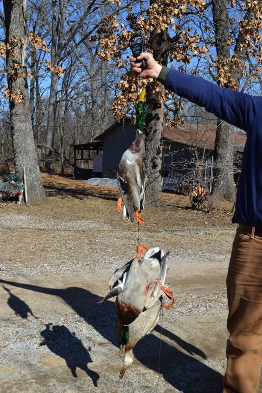 post-8405-0-23692400-1391026645_thumb.jp