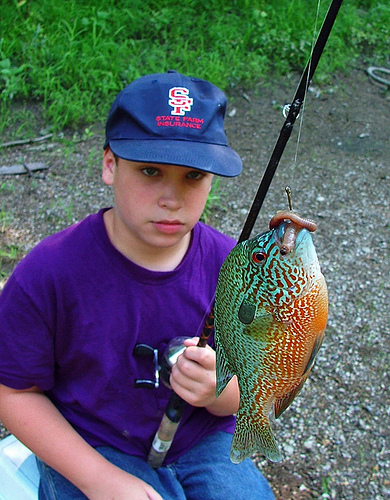 Longear Sunfish In Kansas City Vicinity? - General Angling Discussion -  OzarkAnglers.Com Forum