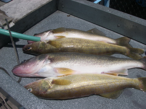 White River Walleye on Worm Harnesses - Lake of the Ozarks