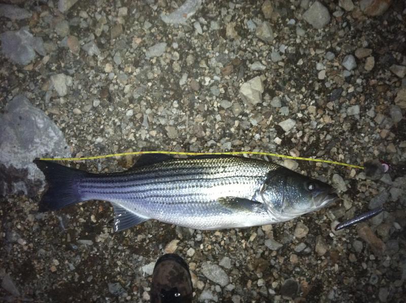 Arkansas River Monster Striper ON SWIMBAIT! 