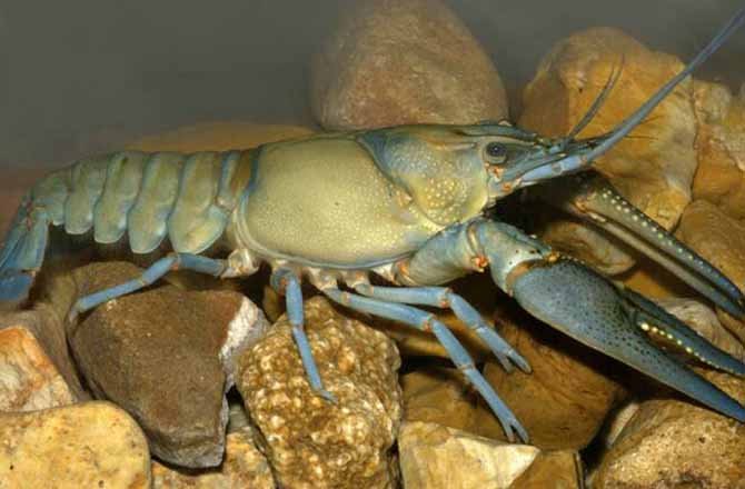 Crawdad trapping - Throw It Down - OzarkAnglers.Com Forum