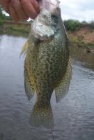 post-9204-0-25288300-1346022540_thumb.jp