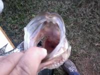 post-12906-13191633214047_thumb.jpeg