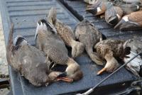 post-8405-0-87236400-1353609101_thumb.jp