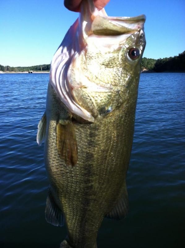 Fellows Lake. Biggest Bass You've Seen? - Fellows Lake, Springfield Lake,  McDaniels Lake - OzarkAnglers.Com Forum