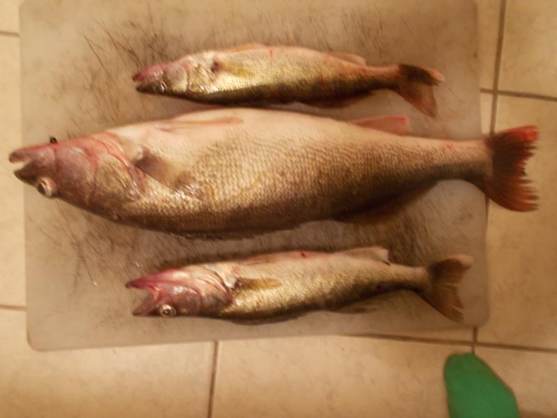 brent's_huge_walleye_012.JPG