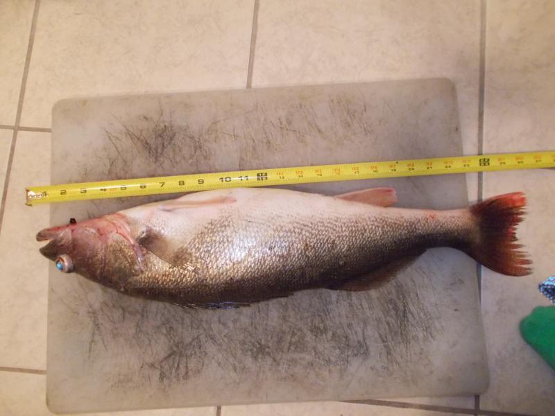 brent's_huge_walleye_010.JPG