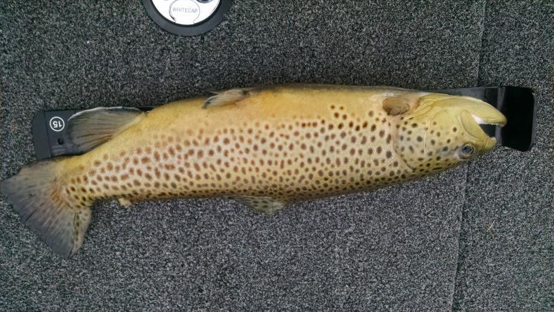 Brown_Trout.jpg