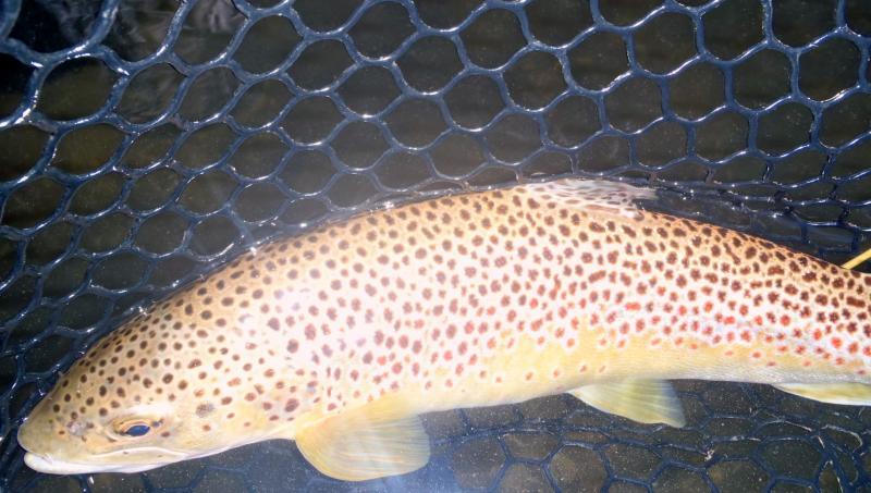 Brown_trout_(1)_-_12Sep15_Current_River.