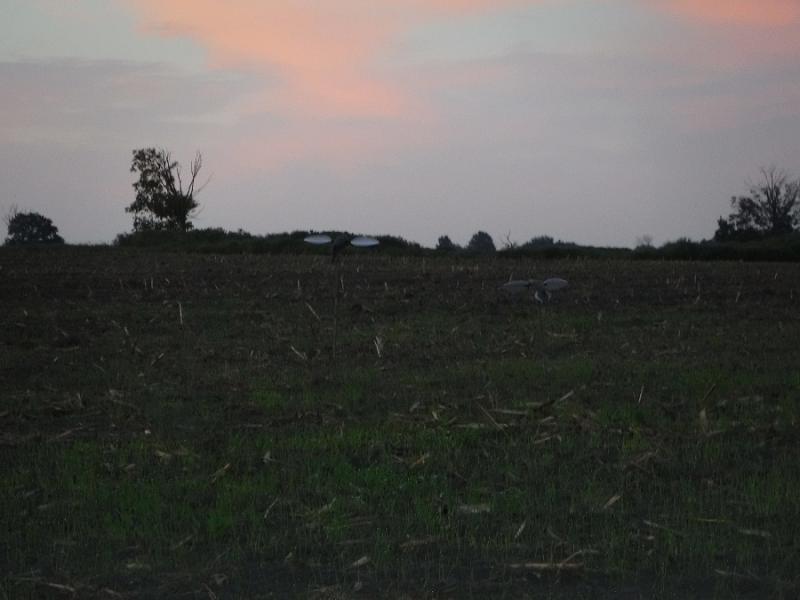 DSCF0462.thumb.JPG.04fb2dea7365ba48b75cb