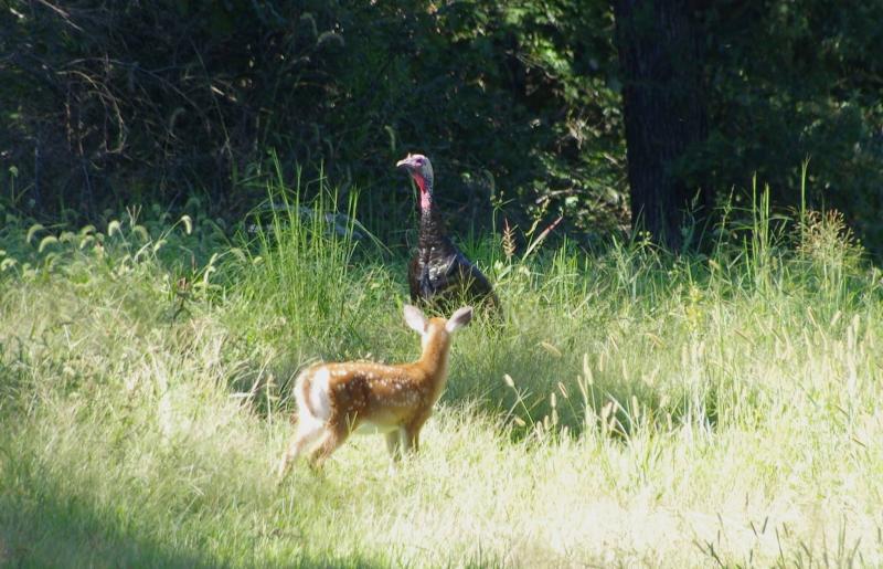 Turkey and Fawn 2.jpg