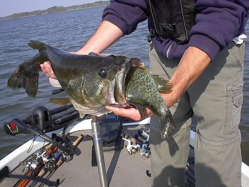 basseatcrappie.jpg