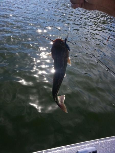 catfish Ned.jpeg