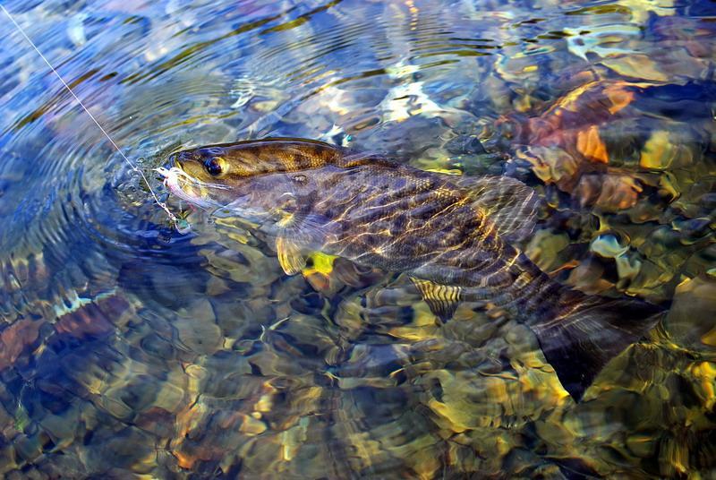 IMGP5510, Smallmouth in water, spinner, small.jpg