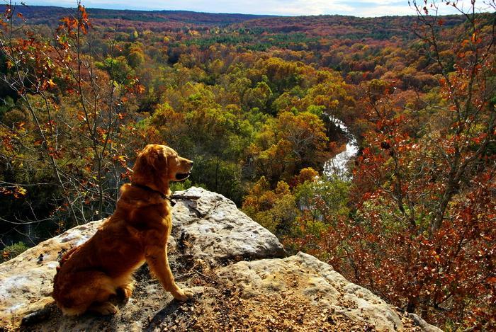 IMGP6455.jpg, Doc, Piney overlook, fall.jpg, small.jpg