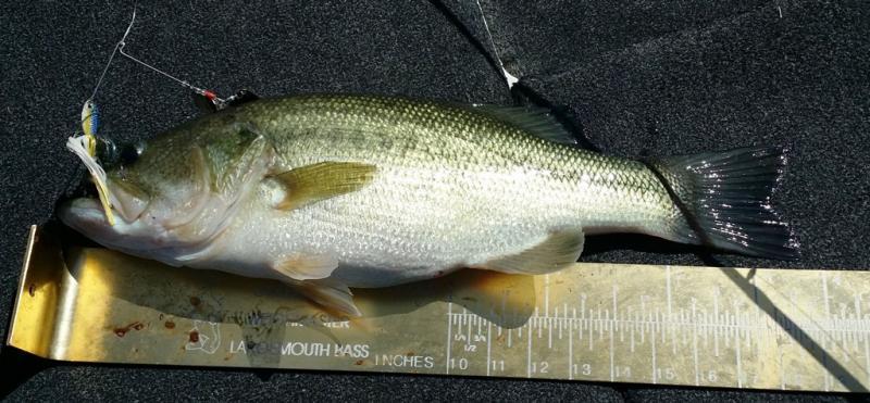 War_Eagle_Bass_10-3-15.thumb.jpg.3c9d93c