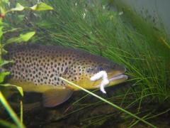 Taneycomo Brown Trout
