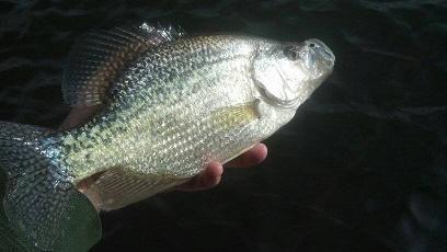 12416crappie.jpg.14f04ab51fa8b1f29a6a354