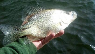 12416crappie2.jpg.c78003afba6f7177d2de2b