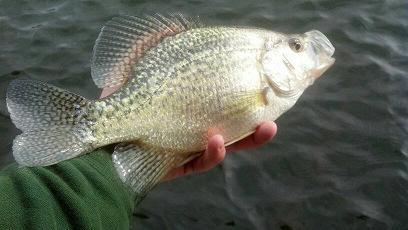 12416crappie3.jpg.13e6186a82b8f0eb27e008