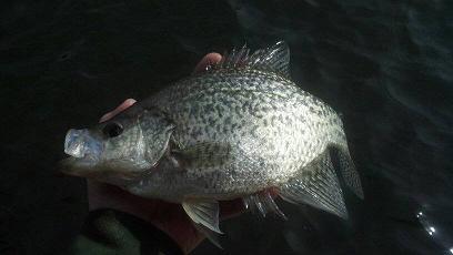 12416crappie4.jpg.90776e36012bcafdf2d6a7