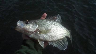 12416crappie5.jpg.157708184b616550171ae3