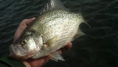 12416crappie6.jpg.792dd30815c304095de12a