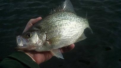 12416crappie7.jpg.bbe3b8d78e95715a10374b