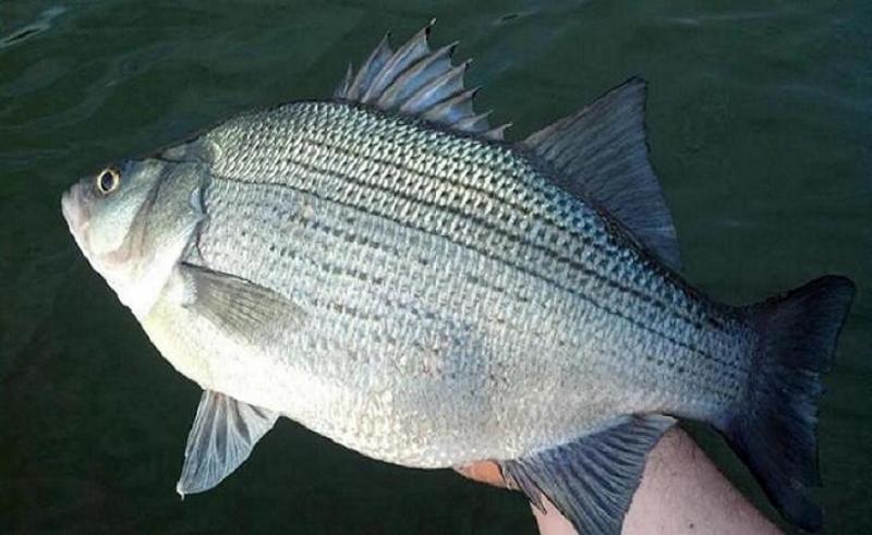 31715whitebass59.jpg.b9cbb1a30426fef2652