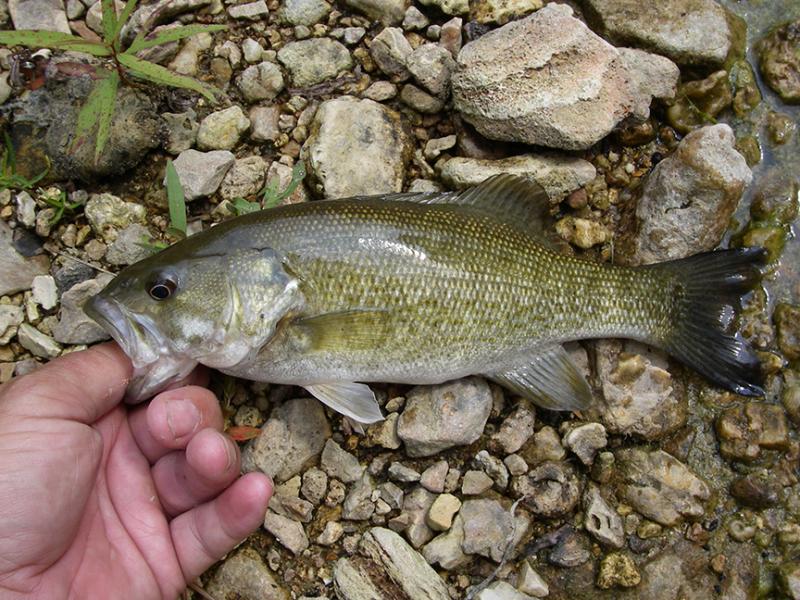 Winter Walleye Fly Fishing Flies - Stockton Lake - OzarkAnglers