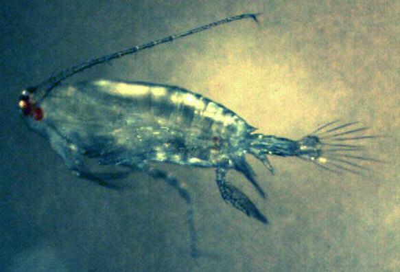 labidocera_aestiva.jpg.d05a466bbd6dc767b