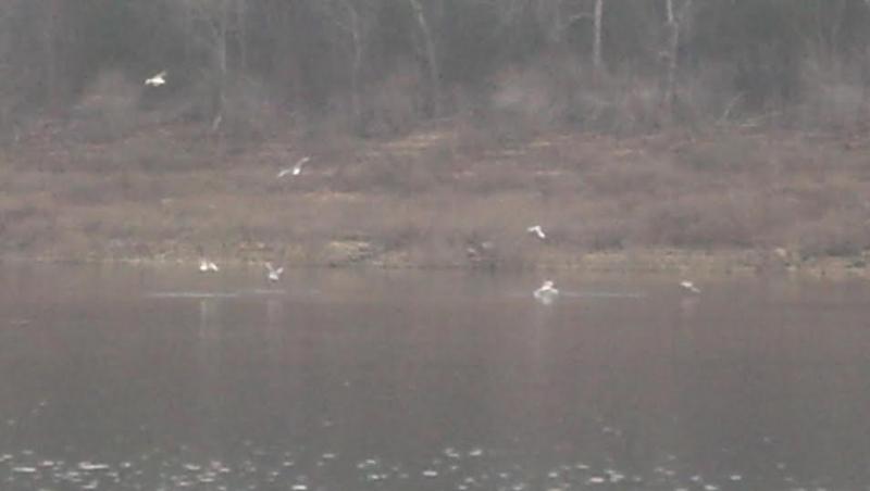 22616gulls.jpg.64cce690040829c6470571d86
