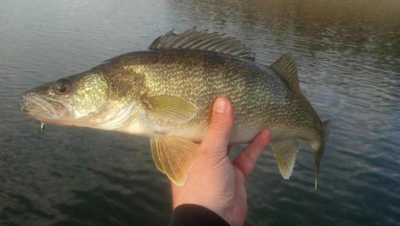 22616walleye1.jpg.c2f64a3c5678f1facd730c