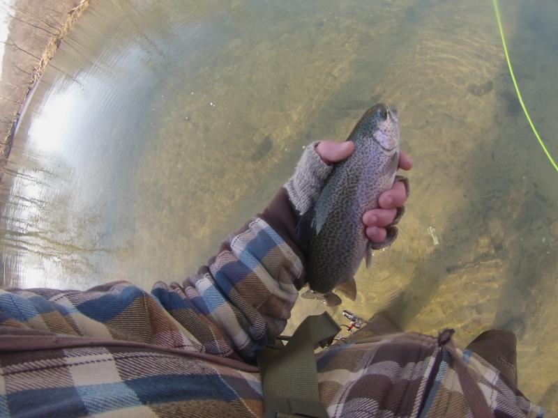 2/6 and a possible stream bred fish. Montauk State Park