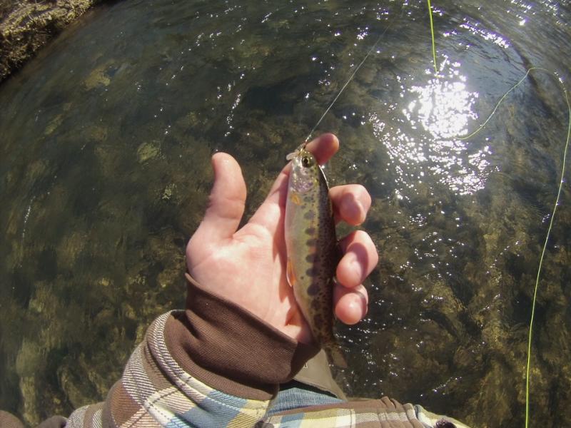 2/6 and a possible stream bred fish. Montauk State Park