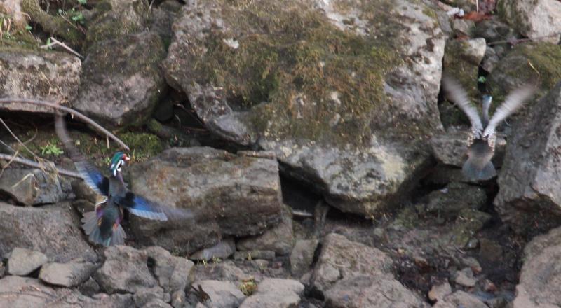 56df346f9dbb8_0ducks1.jpg.2c5992166c8610