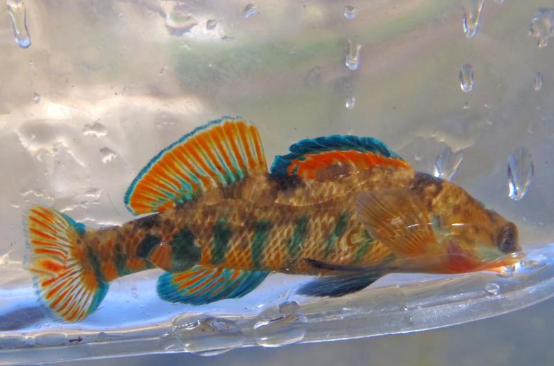 Niangua - Rainbow Darter 1 (2) - 26Mar16.JPG