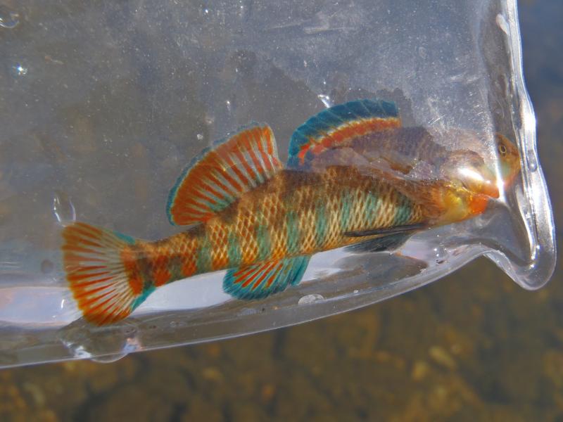 Niangua - Rainbow Darter 2 (2) - 26Mar16.JPG