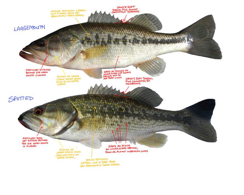 Telling spotted bass from largemouth - General Angling Discussion