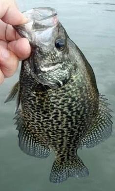 41316crappie.jpg