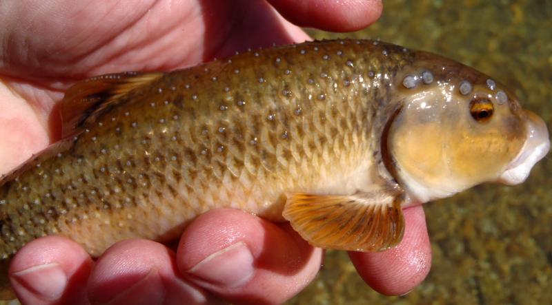 Largescal stoneroller - Ashley creek 01Apr16.JPG