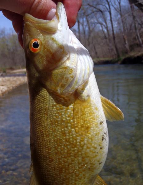 Smallmouth - Current River-Ashley creek 01Apr16 (2).JPG