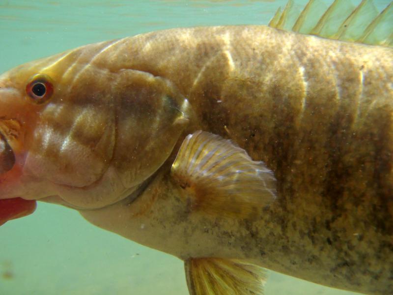 Smallmouth - 15 inches Current River 01Apr16 (2).JPG