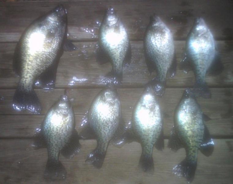 Crappie2 001.JPG